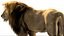 3D Lion Rigged Fur 3D