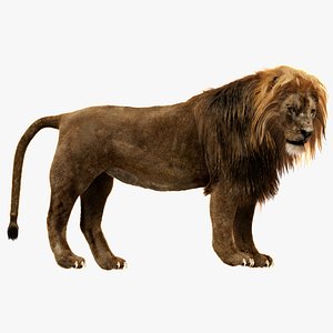 Lion Rigged Fur 3D