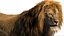 3D Lion Rigged Fur 3D