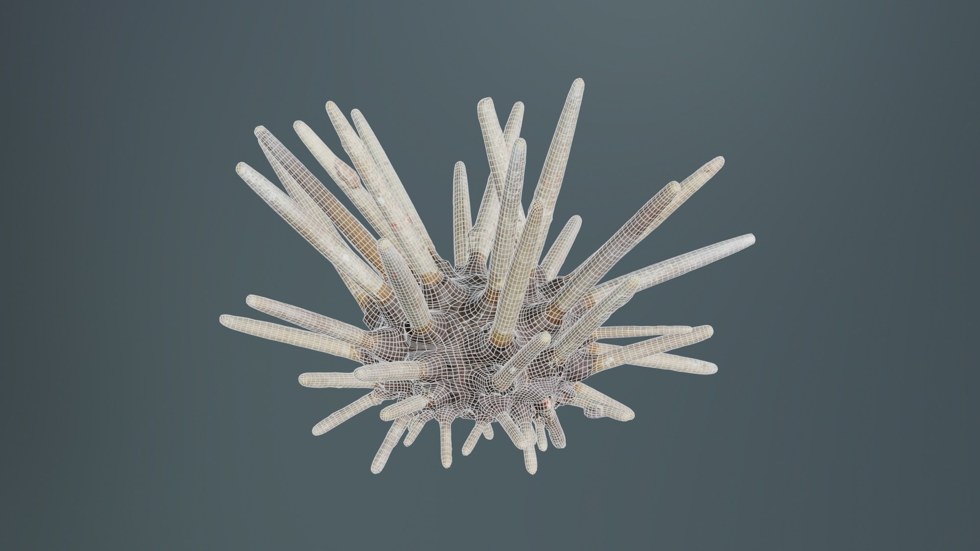 3D model Lance Urchin Phyllacanthus Imperialis Remastered https://p.turbosquid.com/ts-thumb/VR/xsrMf6/4V/lance_urchin_phyllacanthus_imperialis_09/jpg/1740078722/1920x1080/fit_q87/b9256a9bf687738279f5ac7cd8bda1622c27d56b/lance_urchin_phyllacanthus_imperialis_09.jpg