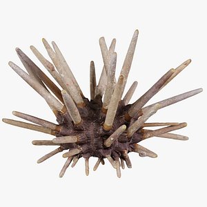 Lance Urchin Phyllacanthus Imperialis Remastered