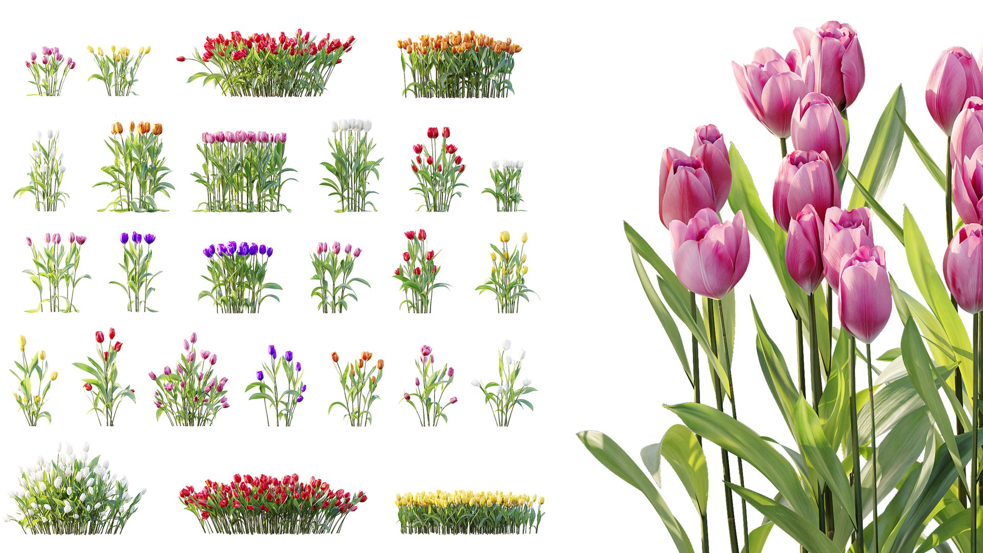 AV Plant Tulip Liliaceae Tulipa Flower 3D model https://p.turbosquid.com/ts-thumb/VS/0hCrTc/HI/01/jpg/1790842012/1920x1080/fit_q87/4a8122b3b3ae3a6fa4aa6d33a610cd92bcfa133a/01.jpg