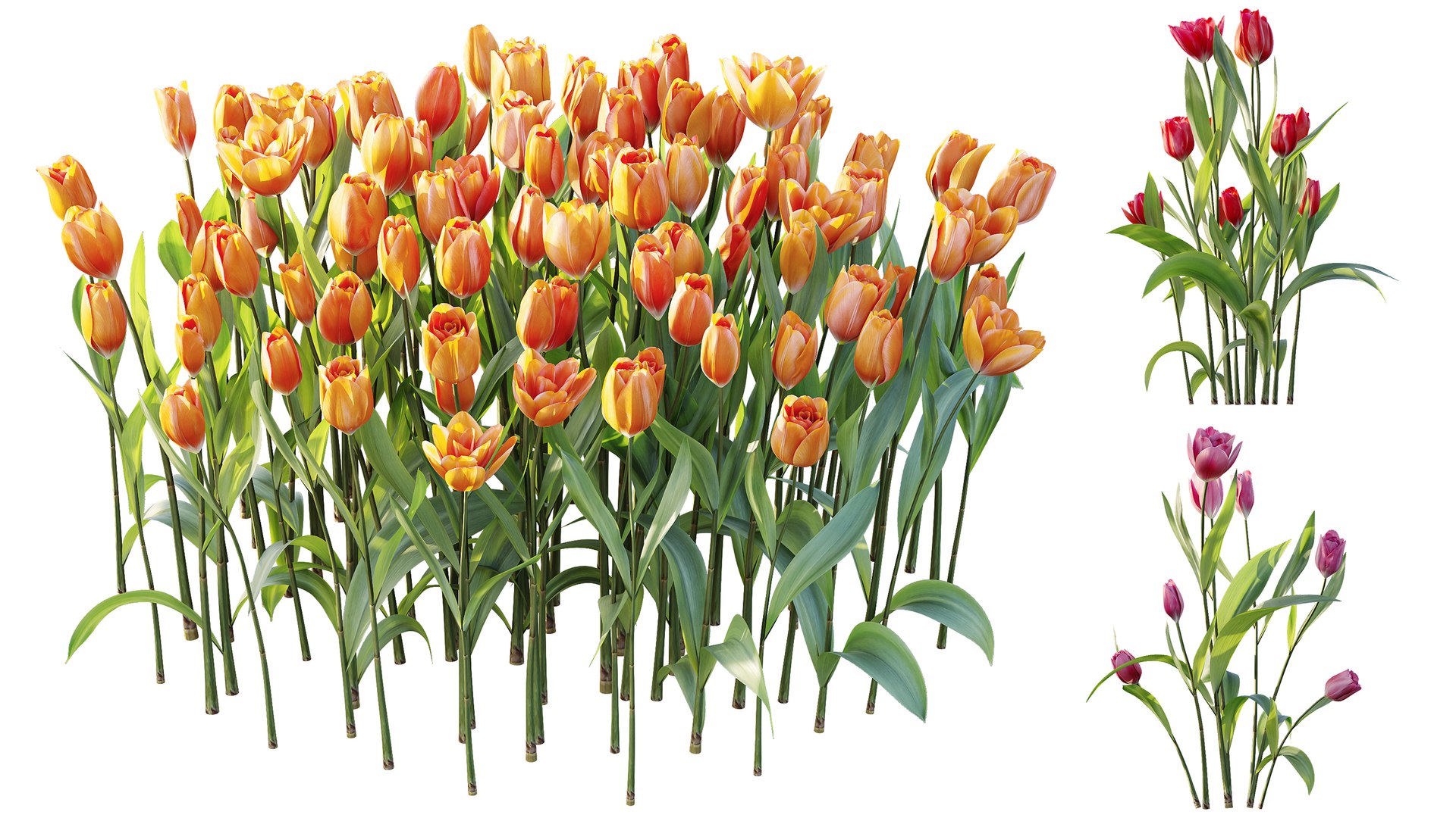 AV Plant Tulip Liliaceae Tulipa Flower 3D model https://p.turbosquid.com/ts-thumb/VS/0hCrTc/Ku/08/jpg/1790842016/1920x1080/fit_q87/549032e8b697d0c4bb2987b42f5aae17fcea00fb/08.jpg