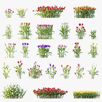 AV Plant Tulip Liliaceae Tulipa Flower