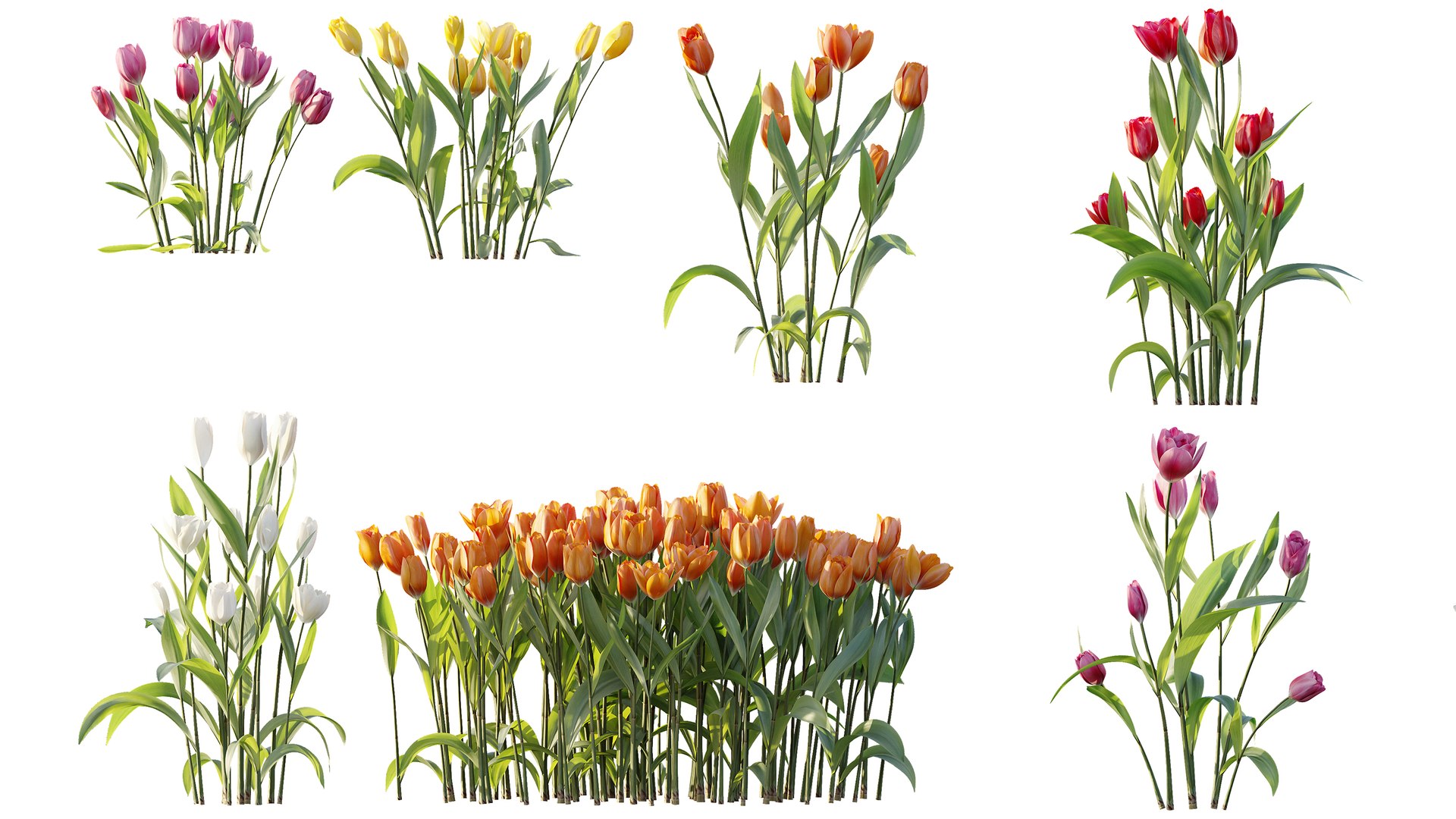 AV Plant Tulip Liliaceae Tulipa Flower 3D model https://p.turbosquid.com/ts-thumb/VS/0hCrTc/QO/06/jpg/1790842015/1920x1080/fit_q87/4afbabcfb11b0fe6e0fc3885c7dbcebfe3fe41bd/06.jpg