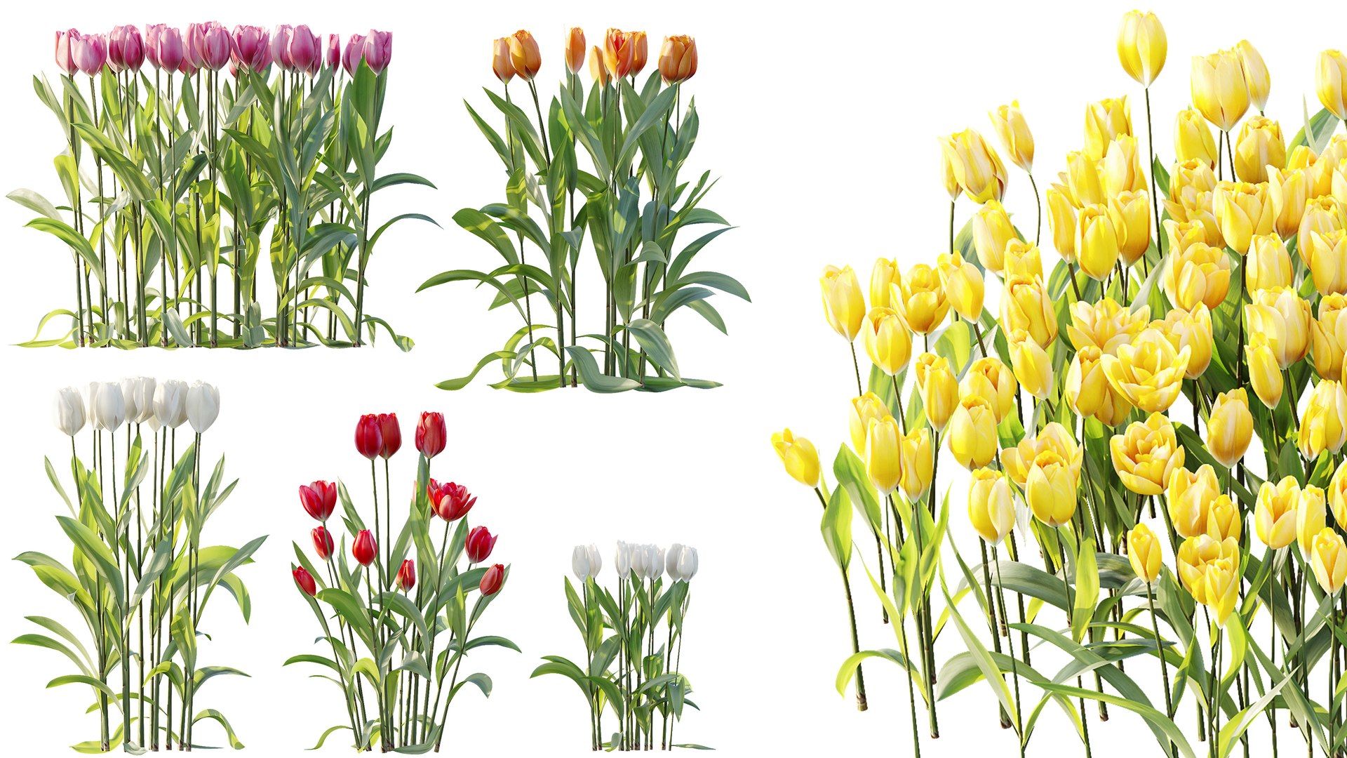 AV Plant Tulip Liliaceae Tulipa Flower 3D model https://p.turbosquid.com/ts-thumb/VS/0hCrTc/Vr/03/jpg/1790842013/1920x1080/fit_q87/32125315b532836bd8e519f403c8b10e34dd0ad2/03.jpg