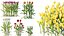 AV Plant Tulip Liliaceae Tulipa Flower