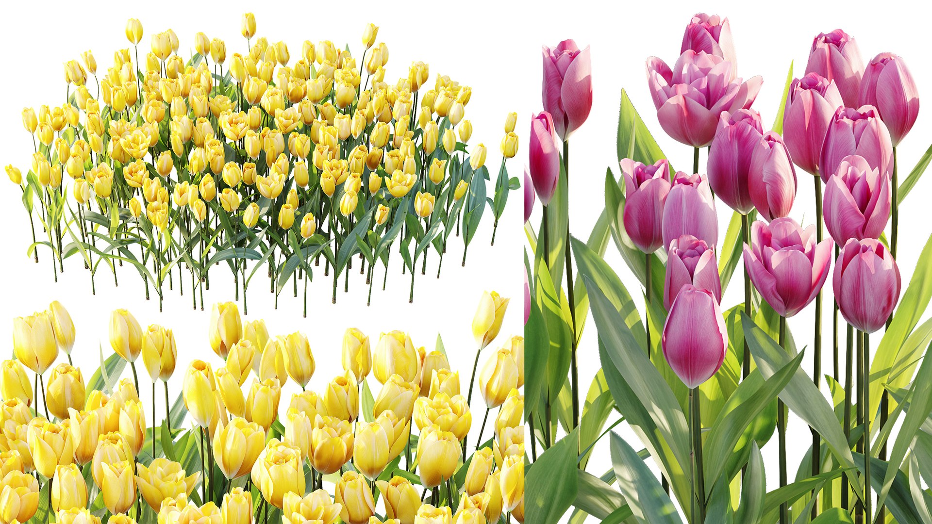 AV Plant Tulip Liliaceae Tulipa Flower 3D model https://p.turbosquid.com/ts-thumb/VS/0hCrTc/YM/05/jpg/1790842014/1920x1080/fit_q87/e5ce761f0116f839d584e64e8cb8e14b78a7ac39/05.jpg