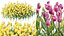 AV Plant Tulip Liliaceae Tulipa Flower