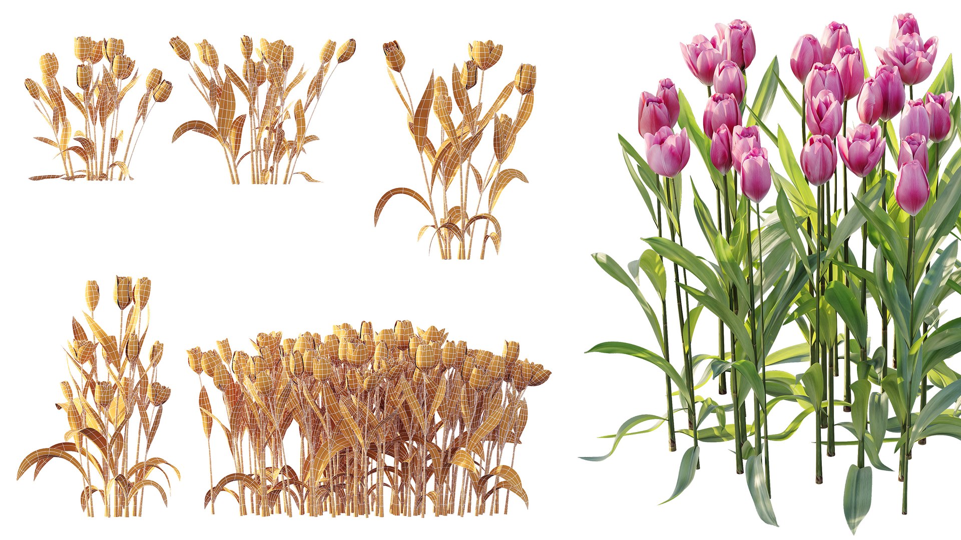 AV Plant Tulip Liliaceae Tulipa Flower 3D model https://p.turbosquid.com/ts-thumb/VS/0hCrTc/m0/10/jpg/1790842017/1920x1080/fit_q87/04e0bf3b3a888a57fda56a8ea631e62e721e4edd/10.jpg