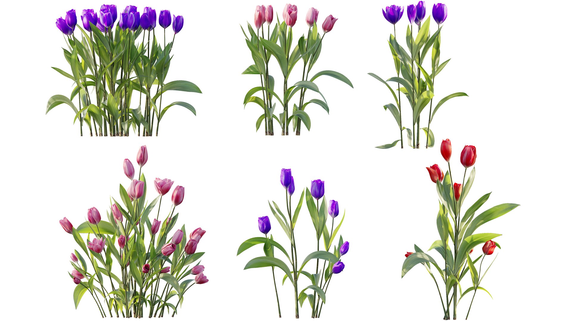 AV Plant Tulip Liliaceae Tulipa Flower 3D model https://p.turbosquid.com/ts-thumb/VS/0hCrTc/p4/07/jpg/1790842015/1920x1080/fit_q87/c312b3d3cfc18e466382b332156e821afc9c7f1d/07.jpg
