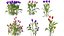 AV Plant Tulip Liliaceae Tulipa Flower