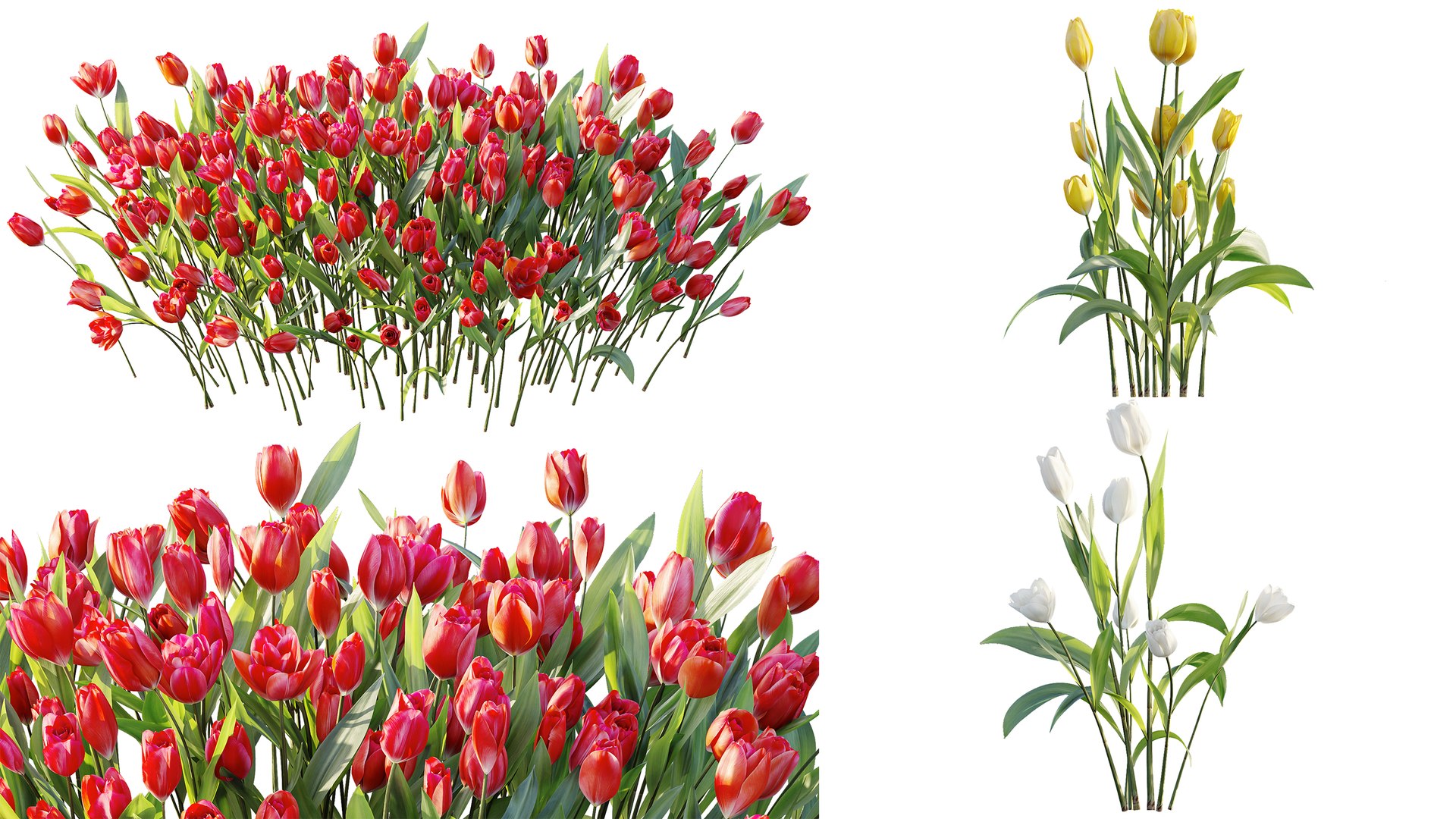 AV Plant Tulip Liliaceae Tulipa Flower 3D model https://p.turbosquid.com/ts-thumb/VS/0hCrTc/pH/09/jpg/1790842017/1920x1080/fit_q87/fd93265633167d449eb4382086917b580573ad65/09.jpg
