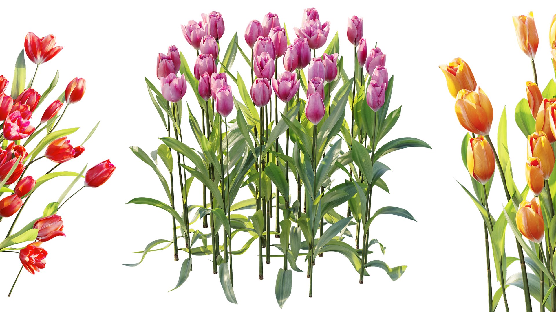 AV Plant Tulip Liliaceae Tulipa Flower 3D model https://p.turbosquid.com/ts-thumb/VS/0hCrTc/tZ/04/jpg/1790842014/1920x1080/fit_q87/445dedb5c5ca98aa5b322cc6d27799269e3ea1d4/04.jpg