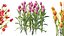 AV Plant Tulip Liliaceae Tulipa Flower