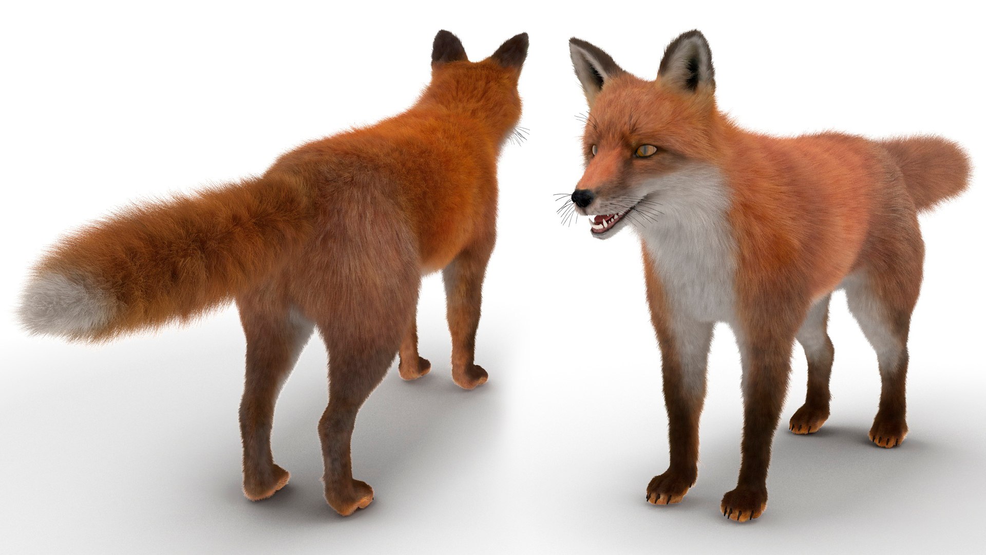 3D Red Fox Base Pose Fur https://p.turbosquid.com/ts-thumb/VS/2Qfvu9/32/redfoxbaseposefurvray3dmodel012/jpg/1706540679/1920x1080/fit_q87/ddba45d07e4fd6a61f6f6064e948c676c1088eef/redfoxbaseposefurvray3dmodel012.jpg