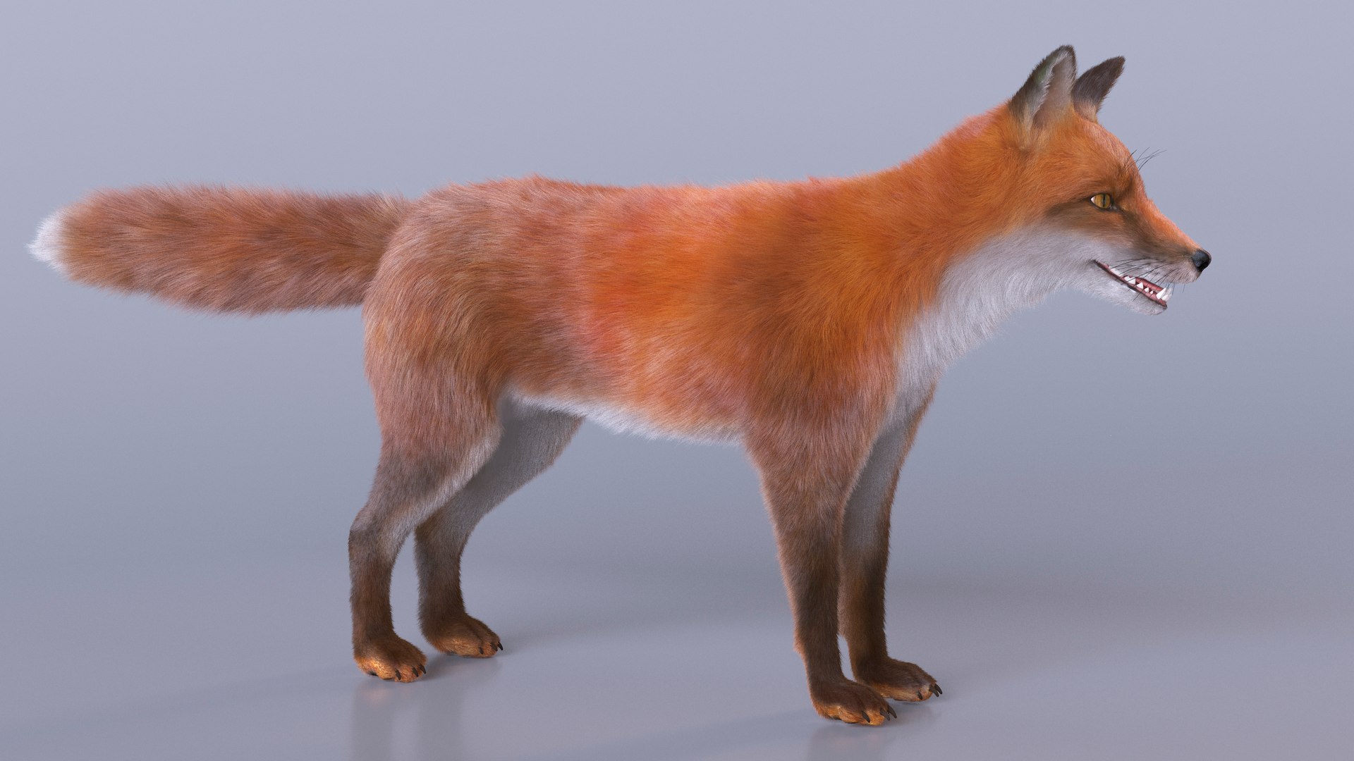 3D Red Fox Base Pose Fur https://p.turbosquid.com/ts-thumb/VS/2Qfvu9/8p/redfoxbaseposefurvray3dmodel010/jpg/1706540667/1920x1080/fit_q87/2ee32635de9331217762561c2f0efa600356d1f1/redfoxbaseposefurvray3dmodel010.jpg