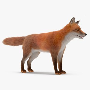 3D Red Fox Base Pose Fur