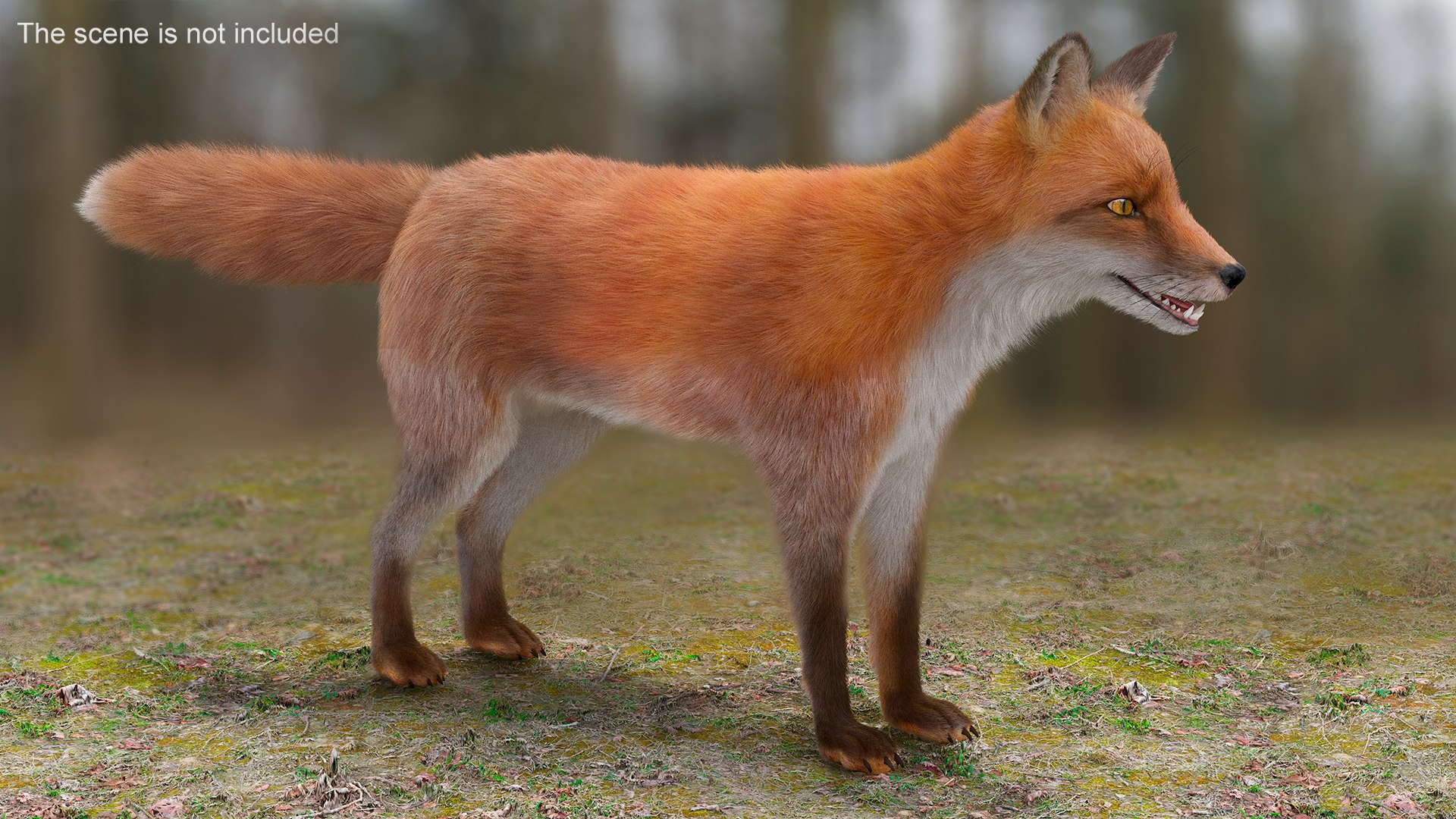 3D Red Fox Base Pose Fur https://p.turbosquid.com/ts-thumb/VS/2Qfvu9/i3/redfoxbaseposefurvray3dmodel008/jpg/1706540660/1920x1080/fit_q87/42fe02dcf3501398458a4c6dd61f29d8c6fa1f94/redfoxbaseposefurvray3dmodel008.jpg