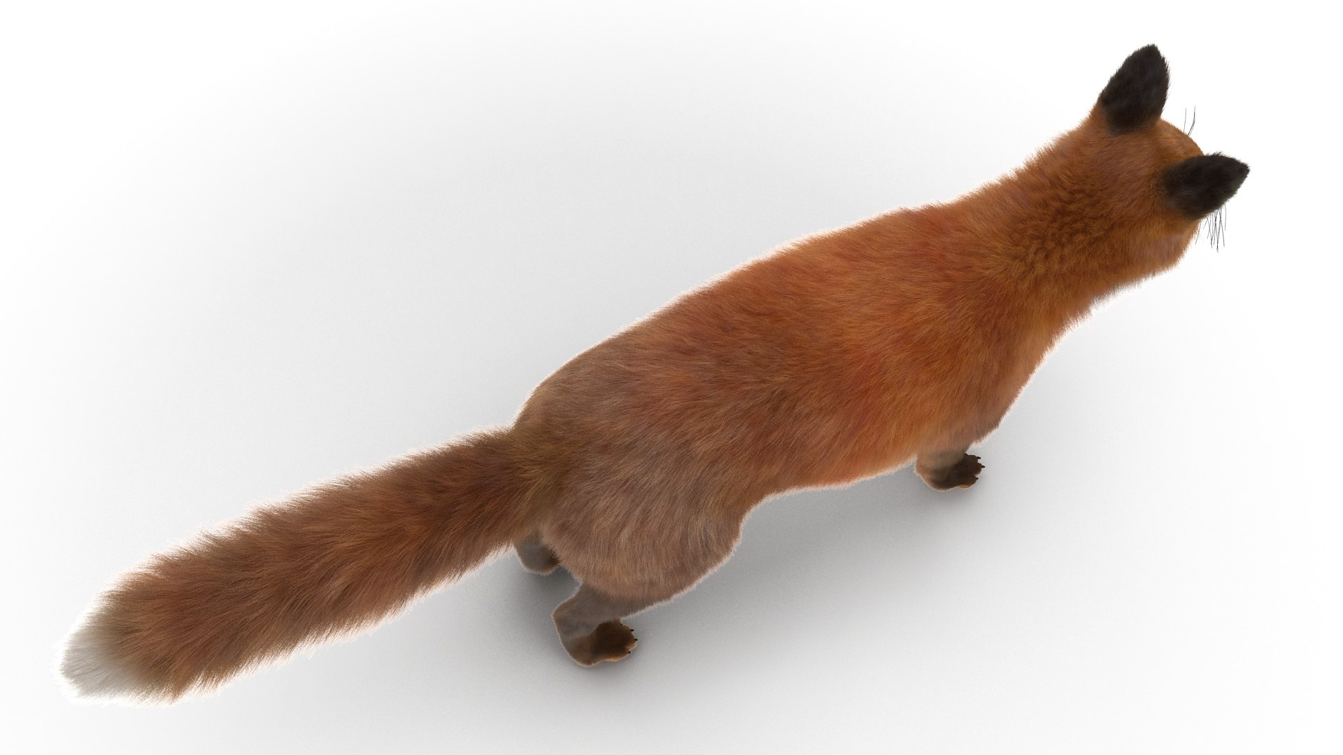 3D Red Fox Base Pose Fur https://p.turbosquid.com/ts-thumb/VS/2Qfvu9/rD/redfoxbaseposefurvray3dmodel013/jpg/1706540683/1920x1080/fit_q87/c718696741a39aaf0e499ab4604abe0ba4395add/redfoxbaseposefurvray3dmodel013.jpg