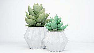 3D PLANTS IN POTS model