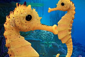 3d model seahorse sea