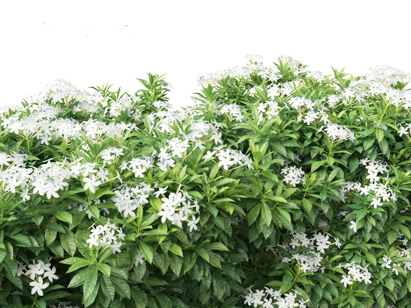 3D Tabernaemontana divaricata - Pinwheel Flower model https://p.turbosquid.com/ts-thumb/VS/U2lvih/6f/tabernaemontanadivaricata0113/jpg/1695719754/1920x1080/fit_q87/e60947e4169c702c7bc282af281ff16a95066b83/tabernaemontanadivaricata0113.jpg