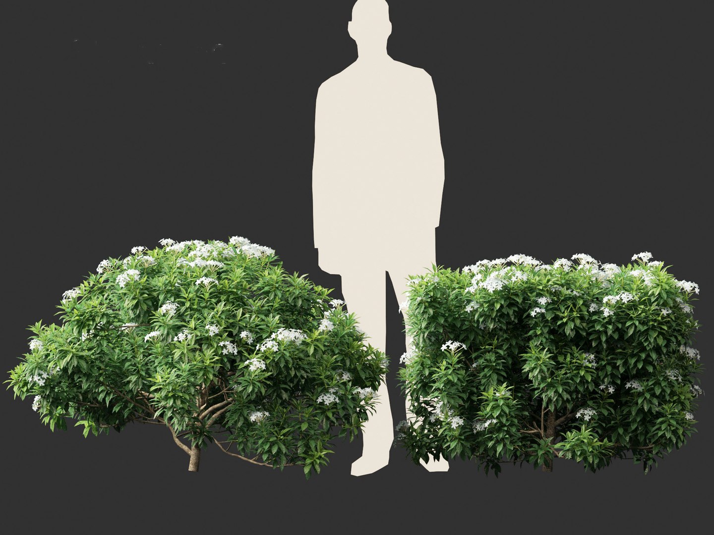 3D Tabernaemontana divaricata - Pinwheel Flower model https://p.turbosquid.com/ts-thumb/VS/U2lvih/7N/tabernaemontanadivaricata018/jpg/1695719740/1920x1080/fit_q87/2e88e4a412c74fcd53dfceec10cfc46af60247ac/tabernaemontanadivaricata018.jpg