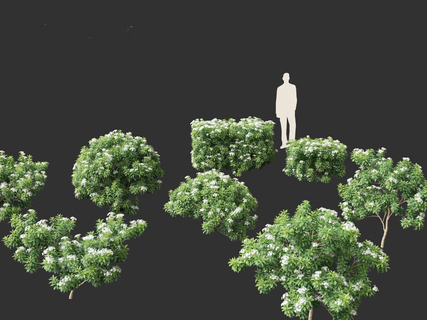 3D Tabernaemontana divaricata - Pinwheel Flower model https://p.turbosquid.com/ts-thumb/VS/U2lvih/82/tabernaemontanadivaricata0112/jpg/1695719752/1920x1080/fit_q87/f2d0fe730a7fe30103432c38f645fa44a0cbf99e/tabernaemontanadivaricata0112.jpg