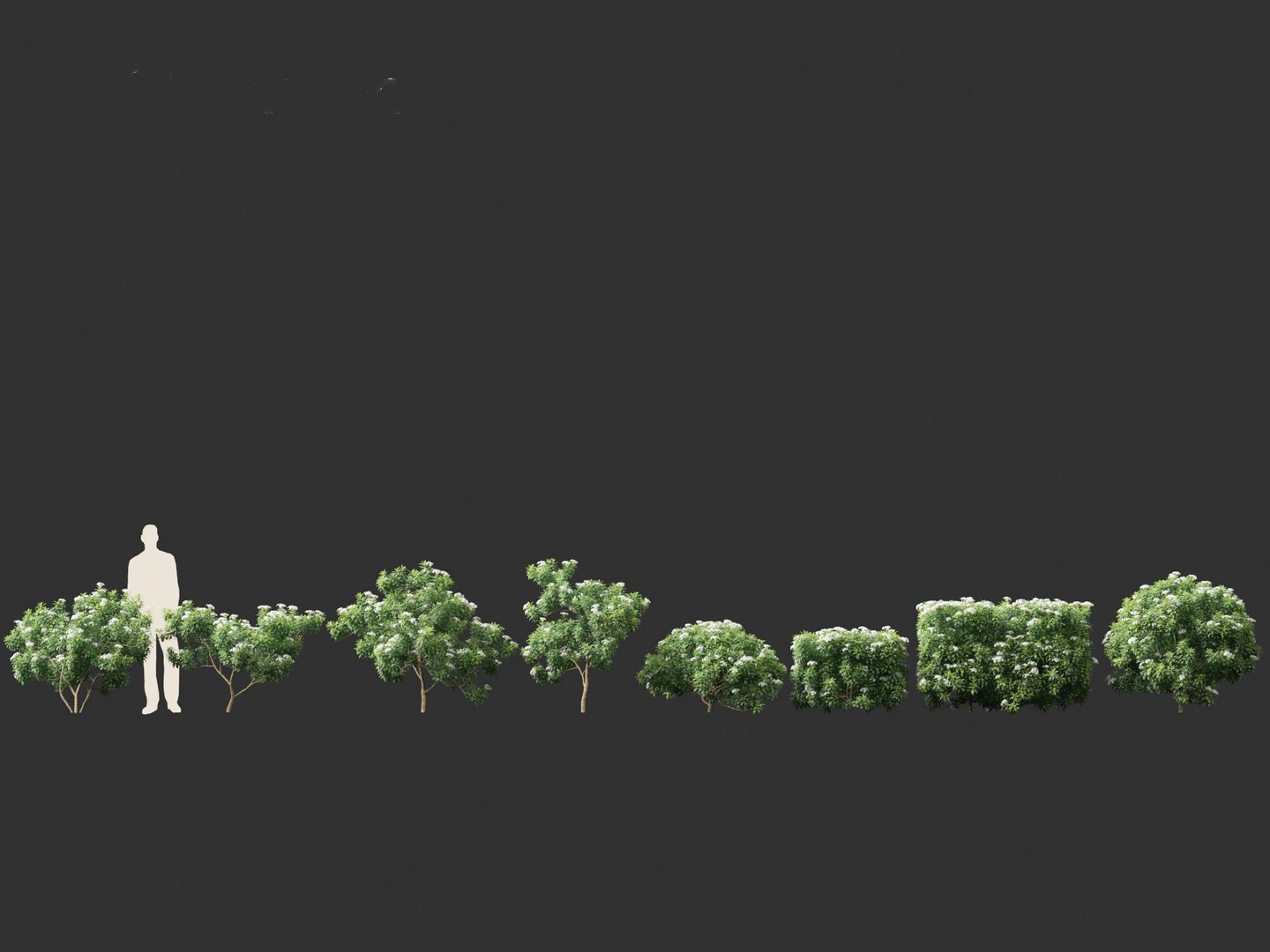 3D Tabernaemontana divaricata - Pinwheel Flower model https://p.turbosquid.com/ts-thumb/VS/U2lvih/8w/tabernaemontanadivaricata012/jpg/1695719707/1920x1080/fit_q87/b21d34766b47817f74a918066baa0fa6bc61526e/tabernaemontanadivaricata012.jpg