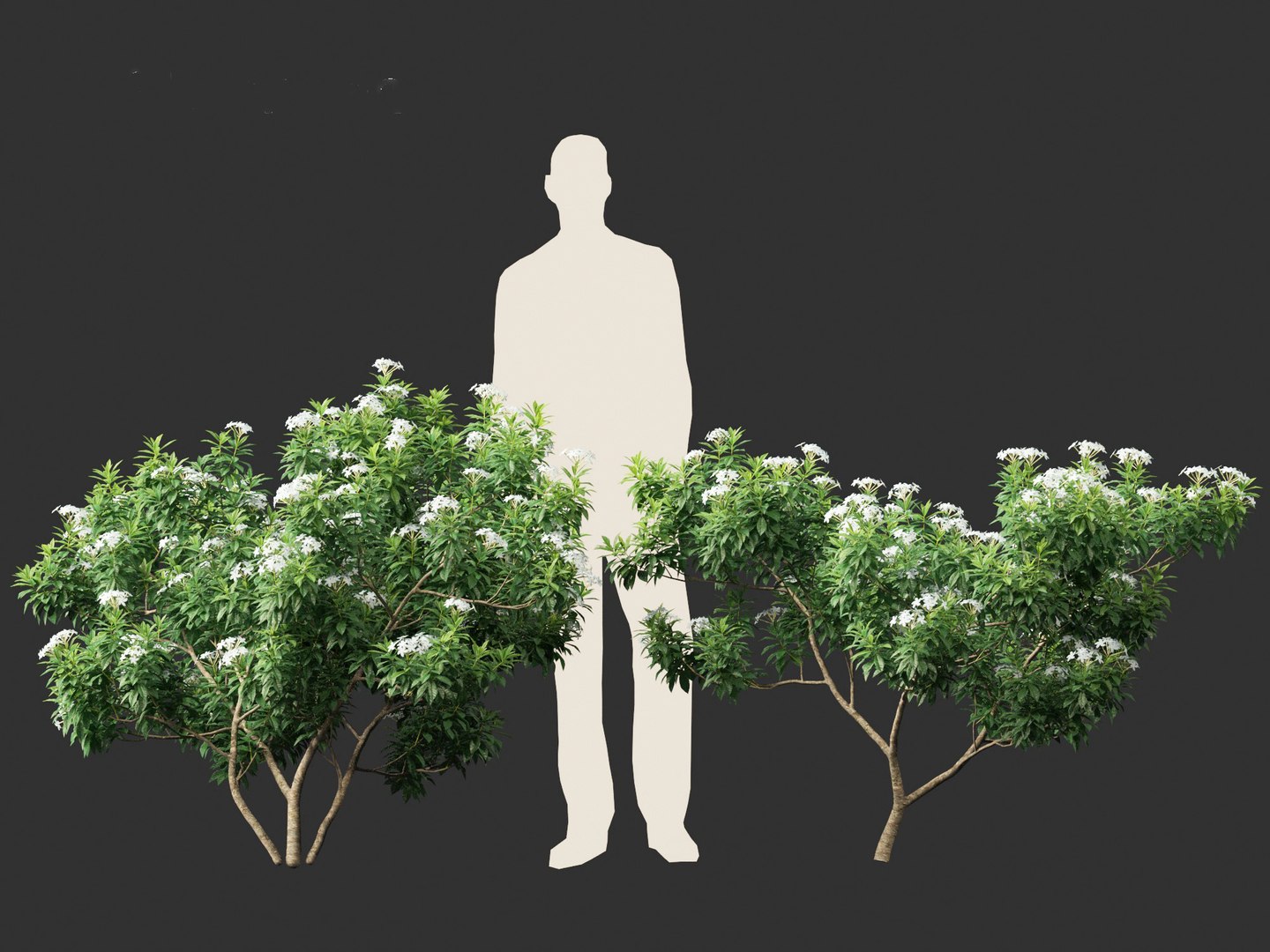 3D Tabernaemontana divaricata - Pinwheel Flower model https://p.turbosquid.com/ts-thumb/VS/U2lvih/FR/tabernaemontanadivaricata014/jpg/1695719723/1920x1080/fit_q87/e9987586cd1283e1ef8209f187f41a68386459fd/tabernaemontanadivaricata014.jpg