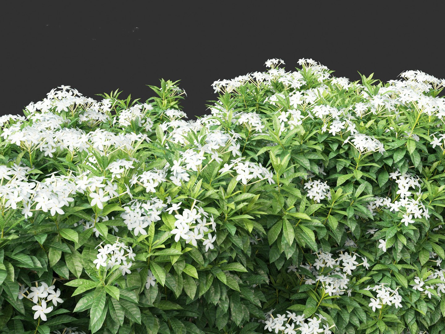 3D Tabernaemontana divaricata - Pinwheel Flower model https://p.turbosquid.com/ts-thumb/VS/U2lvih/Z1/tabernaemontanadivaricata0114/jpg/1695719758/1920x1080/fit_q87/5cad1452a4ae7aa1cd479c6a65e2af55c7ed8bf8/tabernaemontanadivaricata0114.jpg
