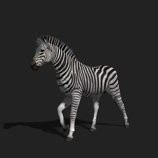 3d realistic zebra model