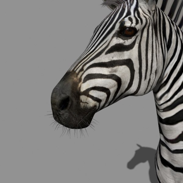 3d realistic zebra model