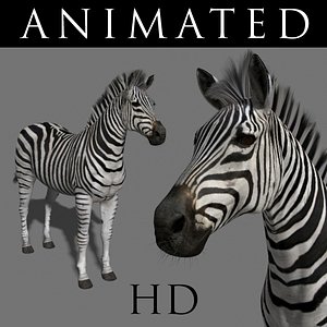 3d realistic zebra model