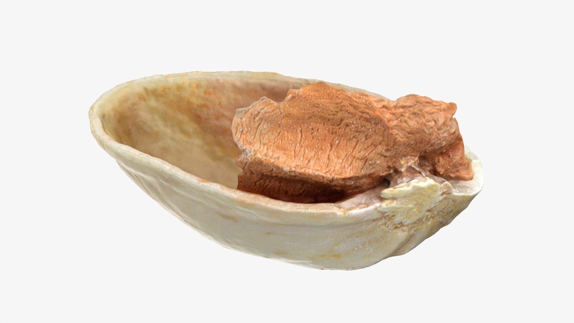 Empty Pistachio Shell 01 model https://p.turbosquid.com/ts-thumb/VS/bQZERI/Eh/pistachioshell1_0011/png/1755073654/1920x1080/fit_q87/d115319edb42b5dec678f5cd94d7b8fa4d7dac5a/pistachioshell1_0011.jpg