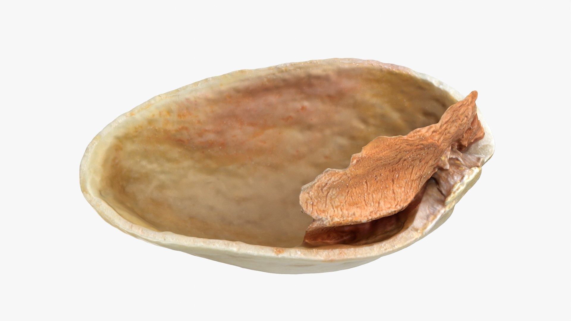 Empty Pistachio Shell 01 model https://p.turbosquid.com/ts-thumb/VS/bQZERI/TU/pistachioshell1_0005/png/1755073649/1920x1080/fit_q87/3cef047fa633170b7eda0ac2f4fe34f4a85149ca/pistachioshell1_0005.jpg