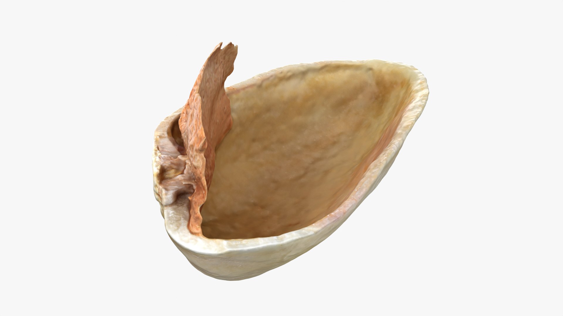 Empty Pistachio Shell 01 model https://p.turbosquid.com/ts-thumb/VS/bQZERI/dC/pistachioshell1_0008/png/1755073651/1920x1080/fit_q87/29a3dbf8d4da52e1fbd26d7788420fa263dde045/pistachioshell1_0008.jpg