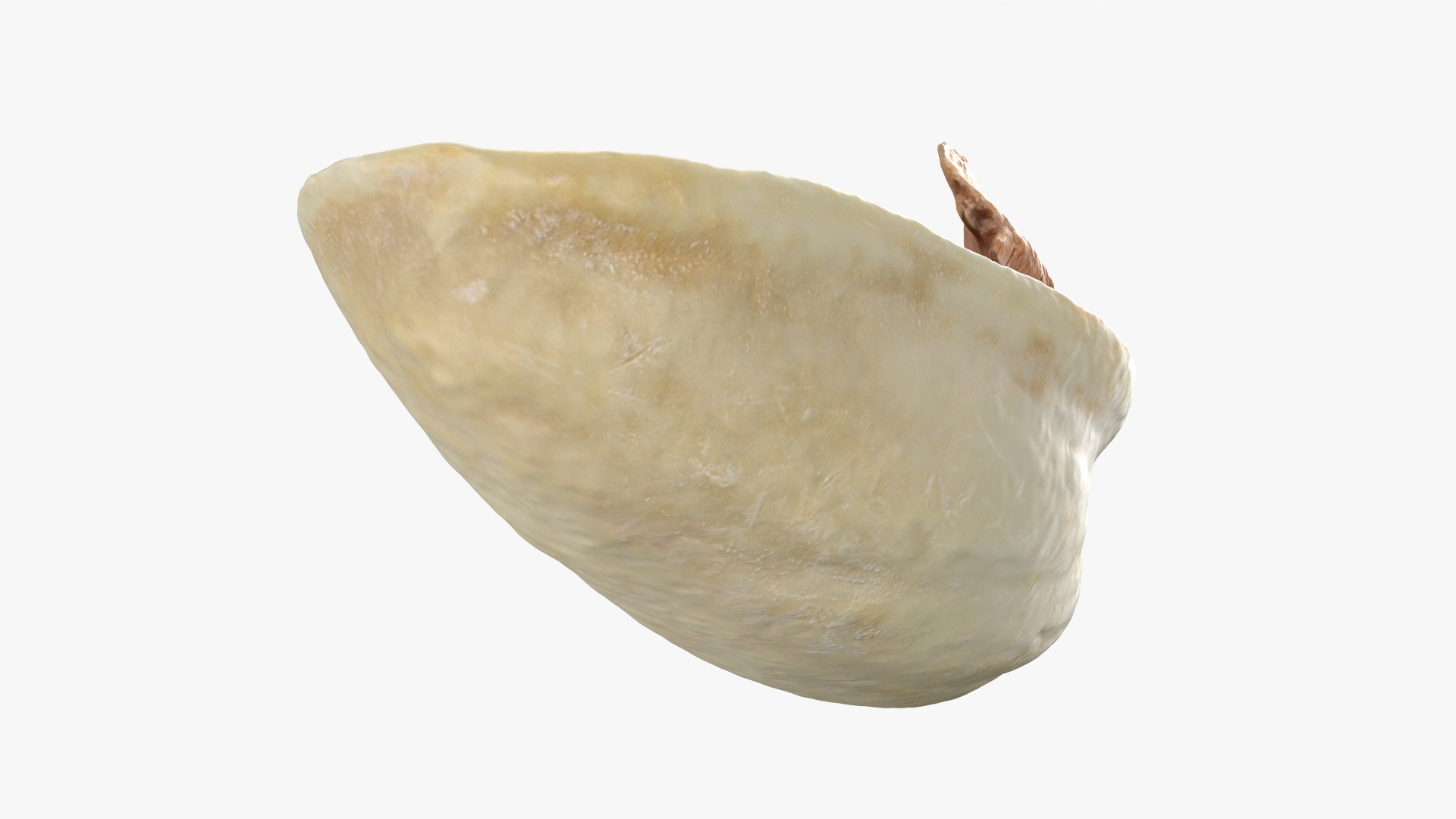 Empty Pistachio Shell 01 model https://p.turbosquid.com/ts-thumb/VS/bQZERI/fh/pistachioshell1_0007/png/1755073650/1920x1080/fit_q87/b1e17849857a0e1704e370542c550d4d107ac13d/pistachioshell1_0007.jpg