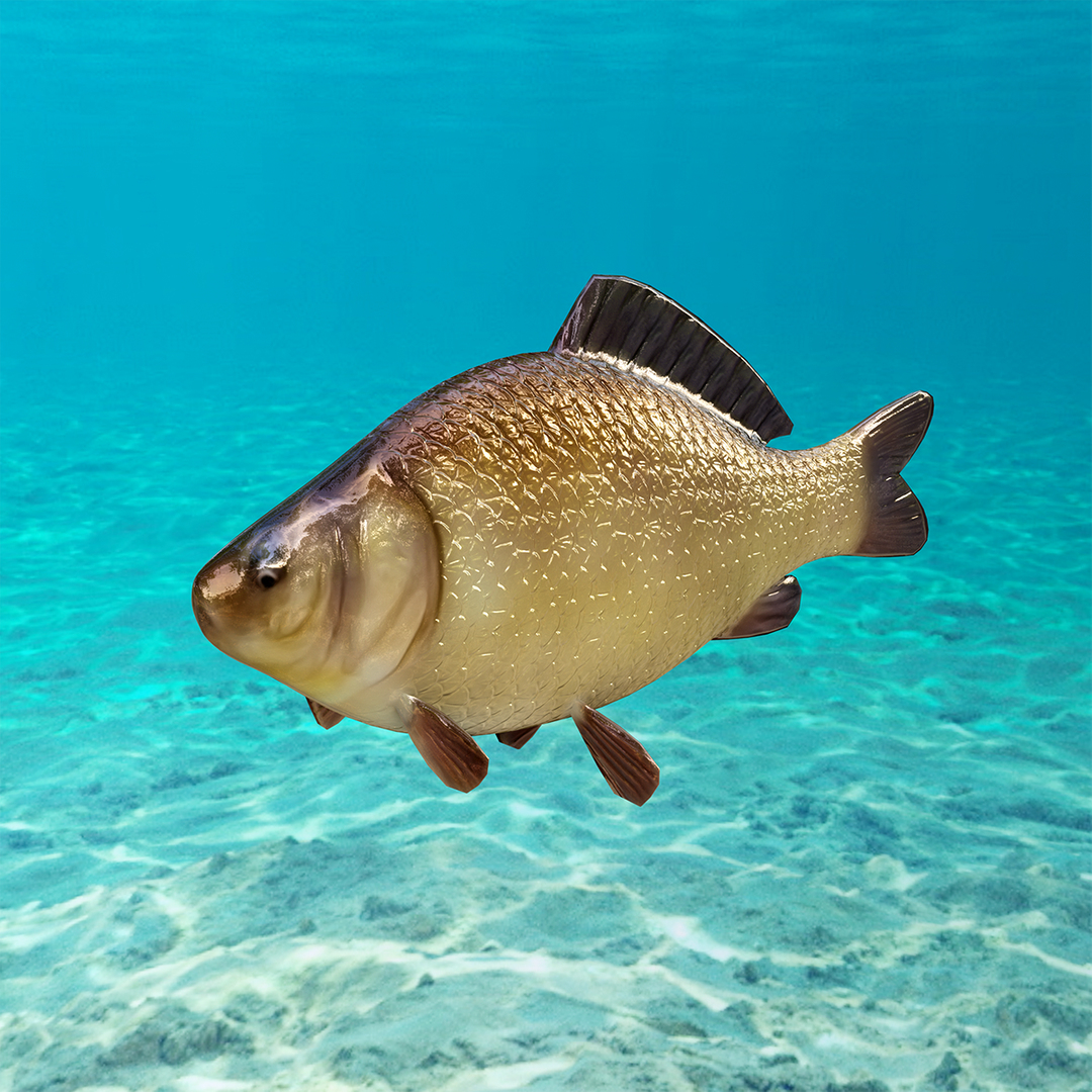 Crucian Fish Animations 3D - TurboSquid 1578538