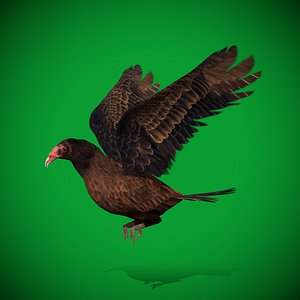 Turkey Vulture
