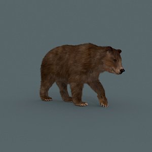 3D model wild bear grizzly animation