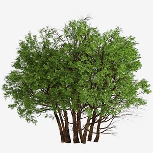 Set of Arborvitae Thuja or Northern white cedar Tree - 2 Trees 3D