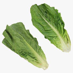 Romaine Lettuce Collection 3