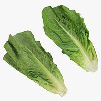 Romaine Lettuce Collection 3