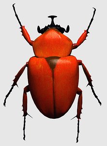 scarab beetle 3d obj