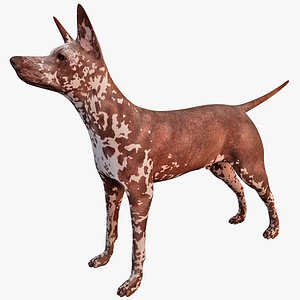 3d xoloitzcuintli mexican hairless dog
