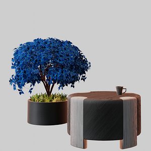 Round wooden coffee table and blue coleus tree