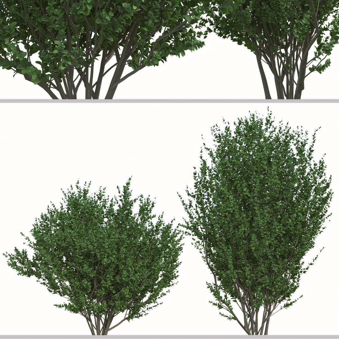 Set of Buxus sempervirens or Boxwood Shurb 3D https://p.turbosquid.com/ts-thumb/VT/kI0JKa/CT/05/jpg/1665064970/1920x1080/fit_q87/0303bbd70adb5ecb556a0db25aa603eb63471602/05.jpg