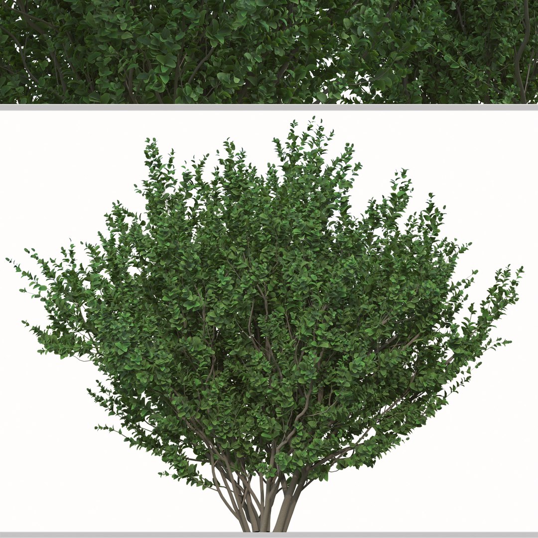 Set of Buxus sempervirens or Boxwood Shurb 3D https://p.turbosquid.com/ts-thumb/VT/kI0JKa/IG/02/jpg/1665064987/1920x1080/fit_q87/f0a587b78d723f723387933dbe946d9e331acd18/02.jpg